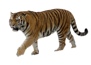 Tiger PNG-23248